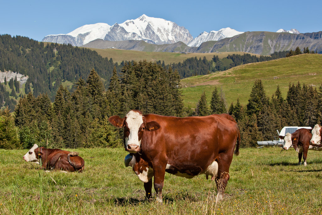 Alpine cattle & Mont Blanc