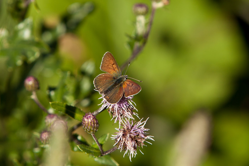 Praz Flora and Forna